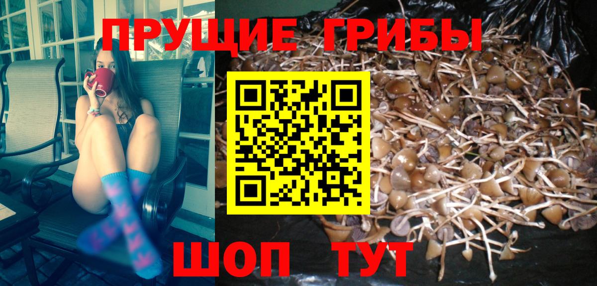 Псилоцибиновые грибы Cubensis Сосновый Бор